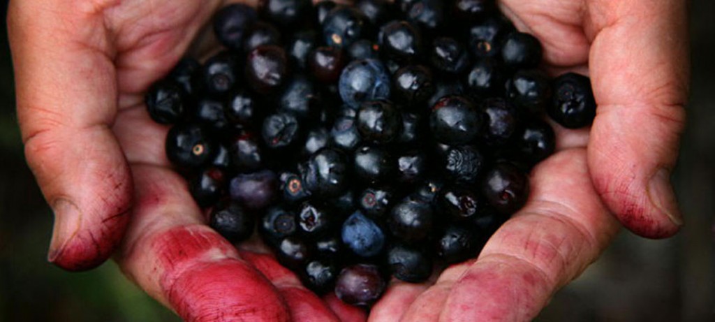 berries healthy brakfast